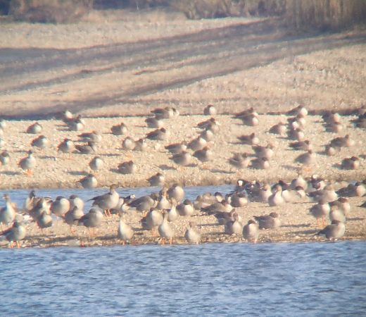 Bernache nonnette  - Tomasz Zarzycki