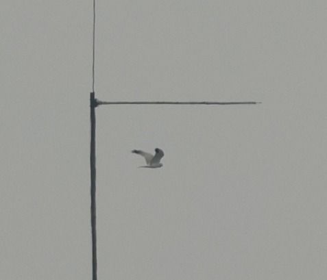 Steppenweihe  - Robert Zbroński