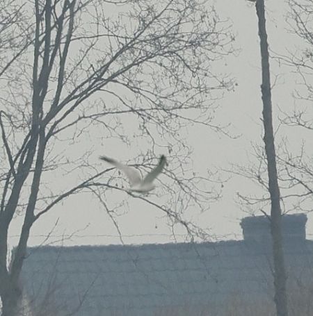 Steppenweihe  - Robert Zbroński