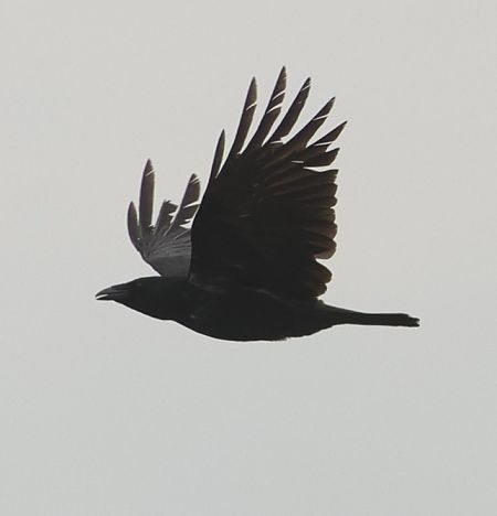 Raben-_oder_Nebelkrähe (Aaskrähe)  - Robert Zbroński