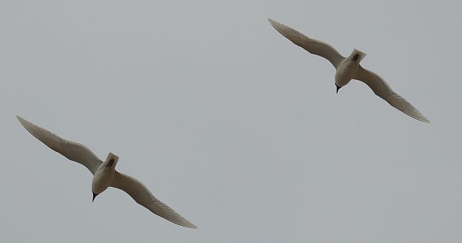 Schwarzkopfmöwe  - Robert Zbroński