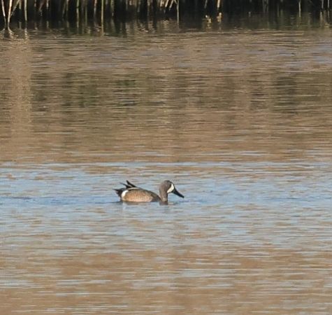cyranka modroskrzydła  - Robert Zbroński