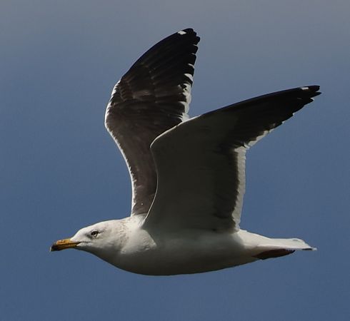 mewa żółtonoga (ssp. fuscus)  - Robert Zbroński