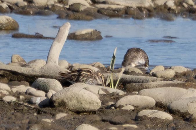 bekasik  - Katarzyna Matusik
