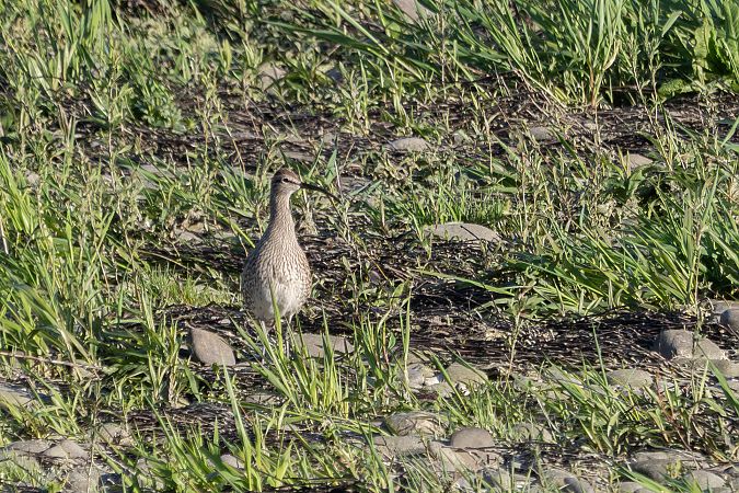 kulik mniejszy  - Katarzyna Matusik