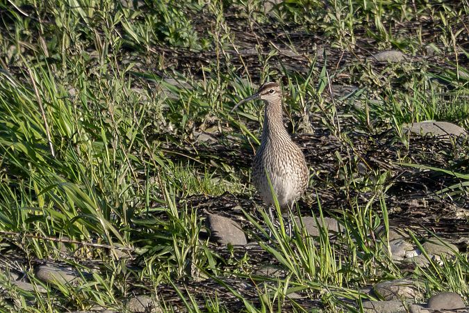 Regenbrachvogel  - Katarzyna Matusik