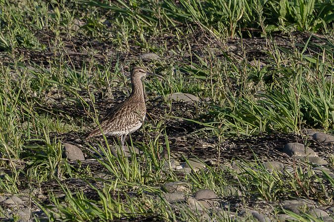 Regenbrachvogel  - Katarzyna Matusik