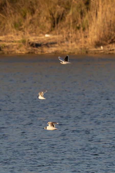 Little Gull  - Katarzyna Matusik