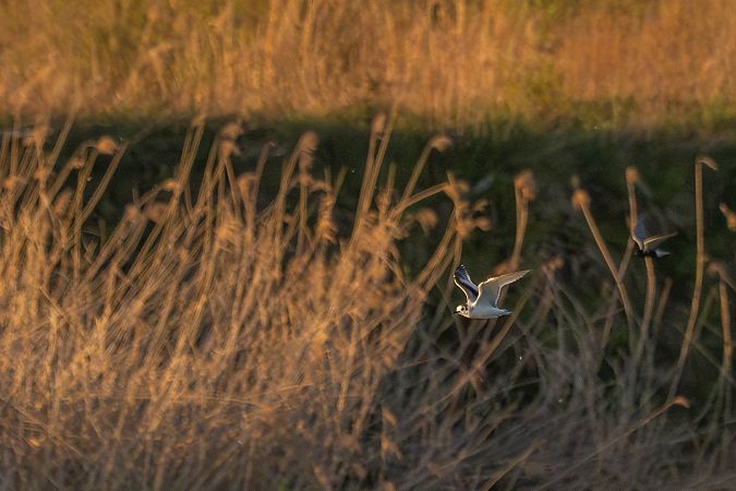 Mouette pygmée  - Katarzyna Matusik