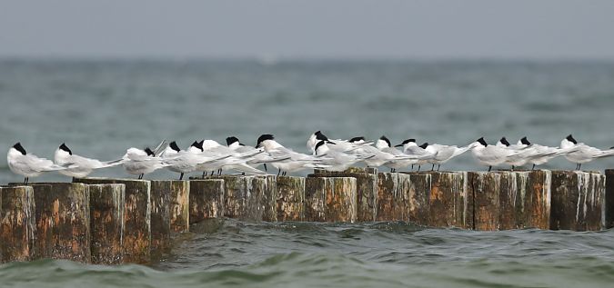 Brandseeschwalbe  - Grzegorz Neubauer
