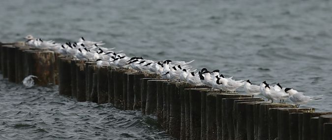 Brandseeschwalbe  - Grzegorz Neubauer