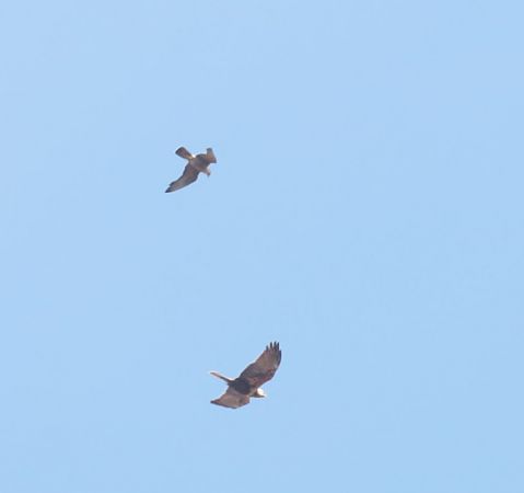 sokół wędrowny  - Grzegorz Neubauer