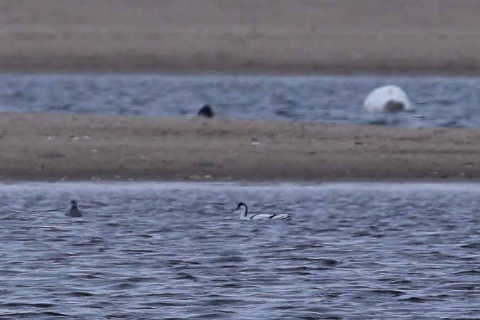 szablodziób  - Józek Jadacki