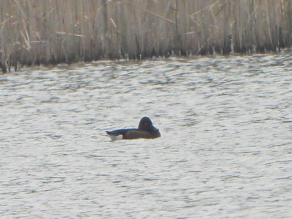 podgorzałka  - Tomasz Lubaszewski