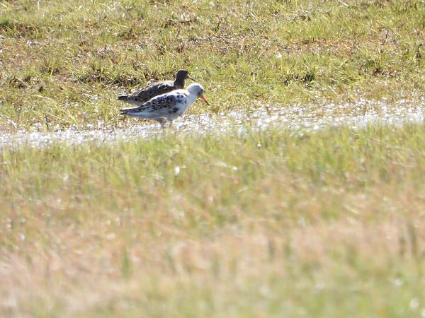 batalion  - Sławomir Karpicki