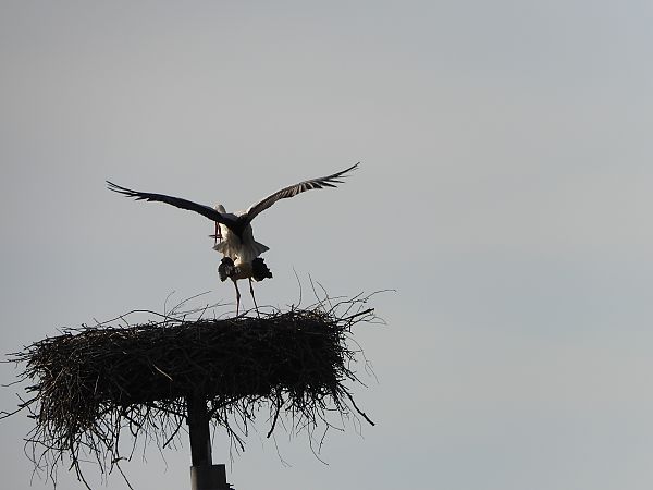 bocian biały  - Sławomir Karpicki