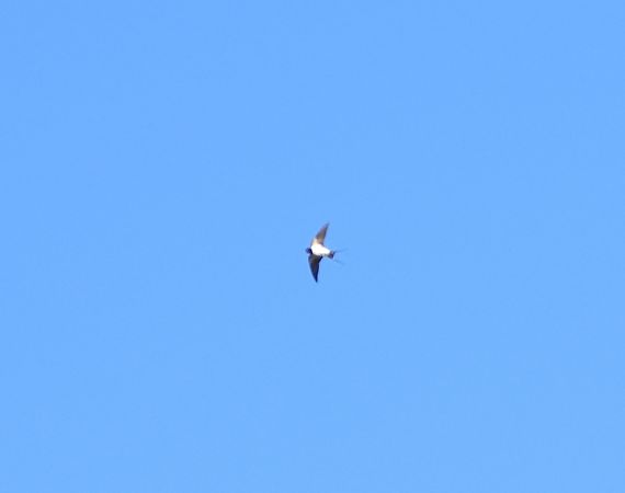 dymówka  - Sławomir Karpicki