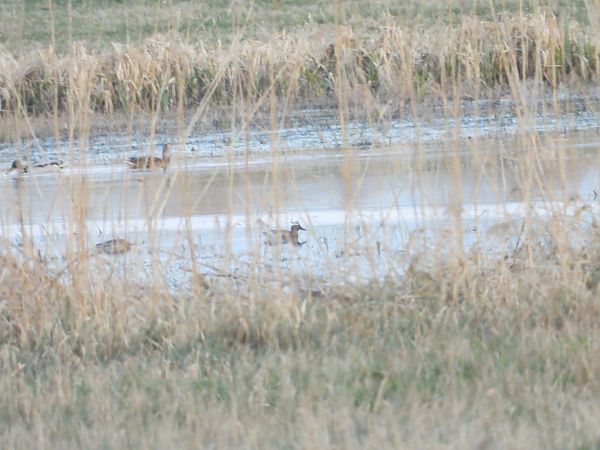 cyranka  - Sławomir Karpicki