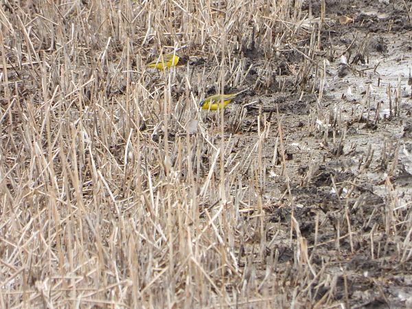 pliszka żółta  - Sławomir Karpicki