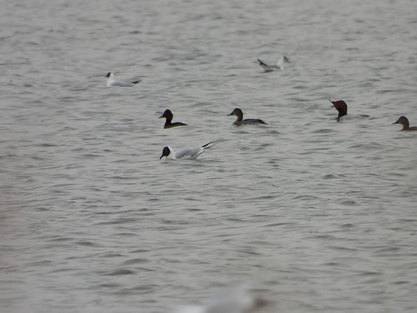 podgorzałka  - Sławomir Karpicki