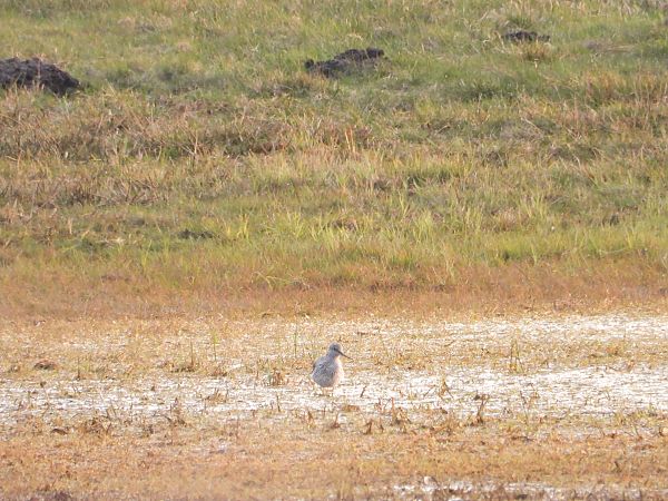 kwokacz  - Sławomir Karpicki