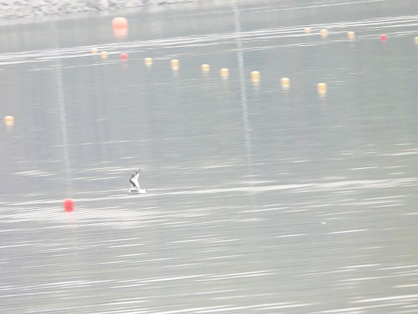 Little Gull  - Sławomir Karpicki