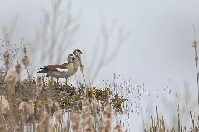 Nilgans  - Daniel Stasiowski