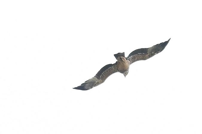 orzeł cesarski  - Daniel Stasiowski