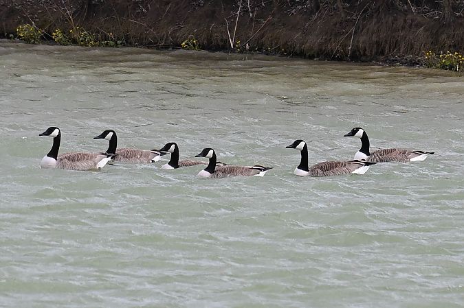 bernikla kanadyjska  - Daniel Stasiowski