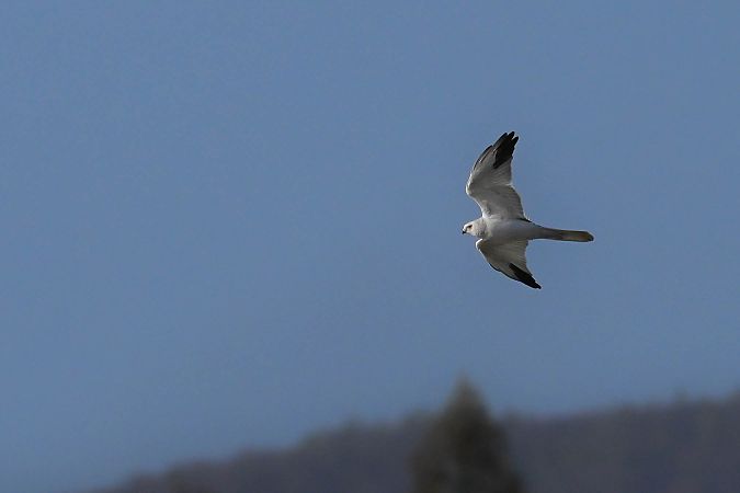 błotniak stepowy  - Daniel Stasiowski