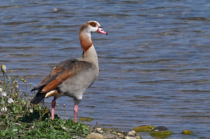 Nilgans  - Daniel Stasiowski