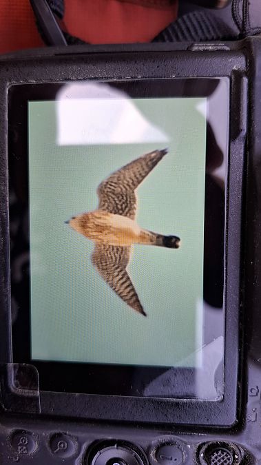 drzemlik  - Daniel Stasiowski