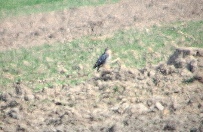 drzemlik  - Daniel Stasiowski