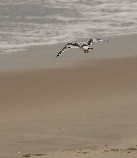 mewa mała  - Andrzej Szuksztul