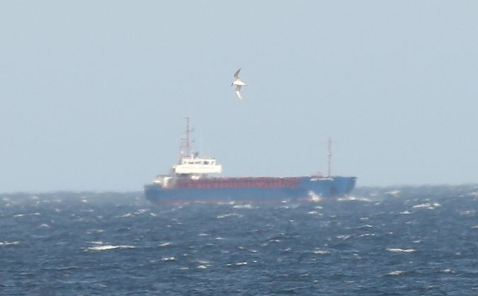 rybitwa czubata  - Andrzej Szuksztul