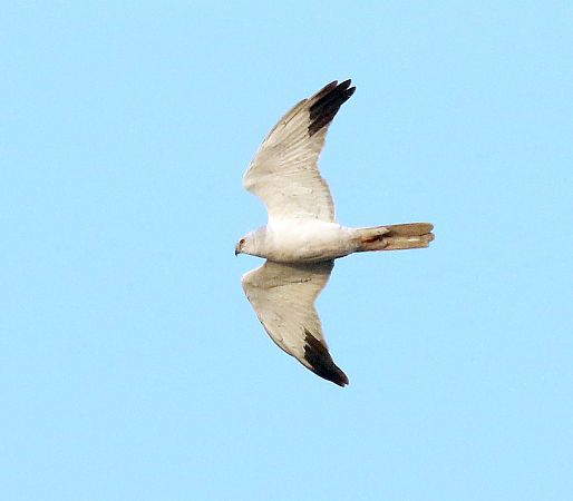 Steppenweihe  - Andrzej Szuksztul