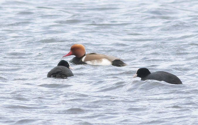 hełmiatka  - Michał Polakowski