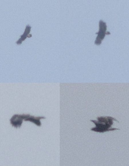 orlik grubodzioby  - Michał Polakowski