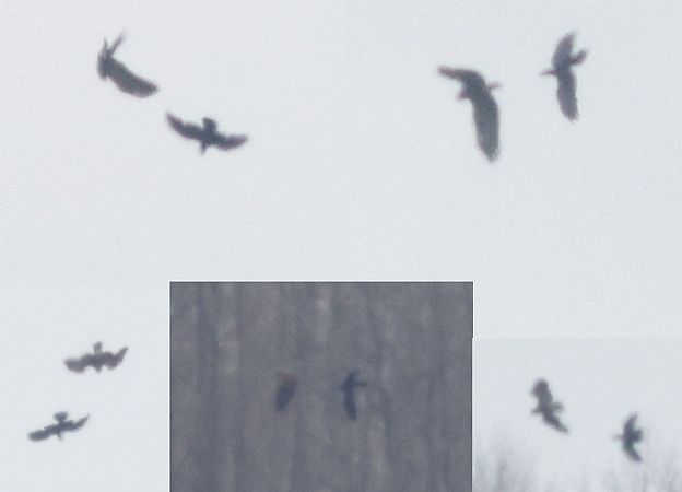 orlik grubodzioby  - Michał Polakowski