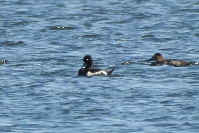 czerniczka  - Magdalena Traciłowska