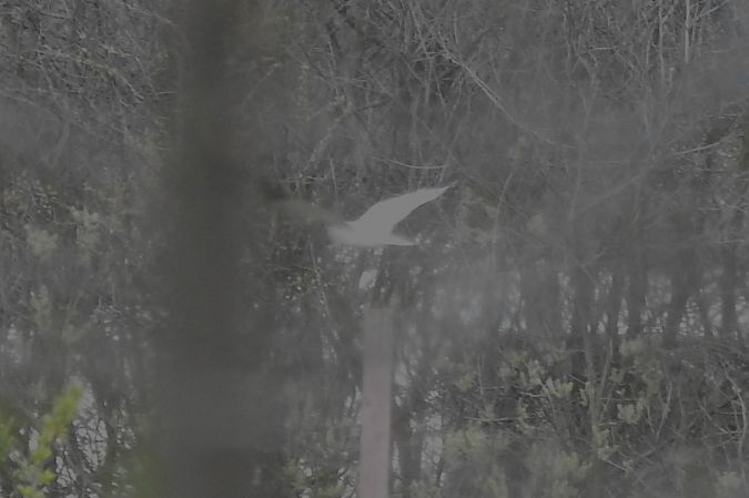 błotniak stepowy  - Robert Wakulski