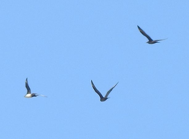 Schmarotzerraubmöwe  - Robert Wakulski