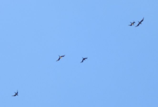 Schmarotzerraubmöwe  - Robert Wakulski