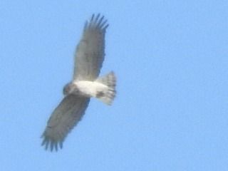 Schlangenadler  - Robert Wakulski
