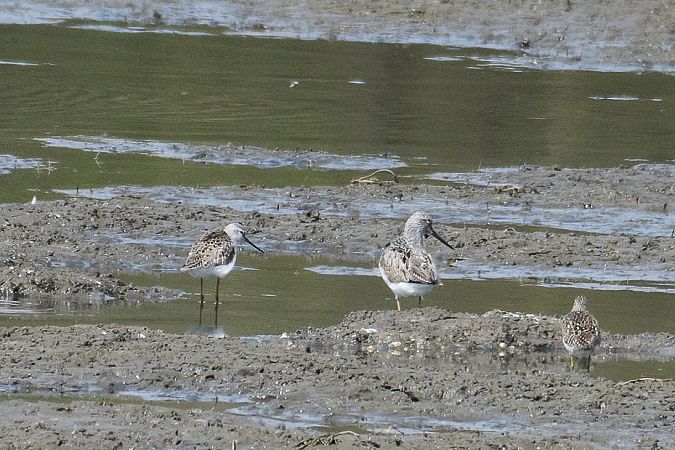 brodziec pławny  - Michał Dobrski