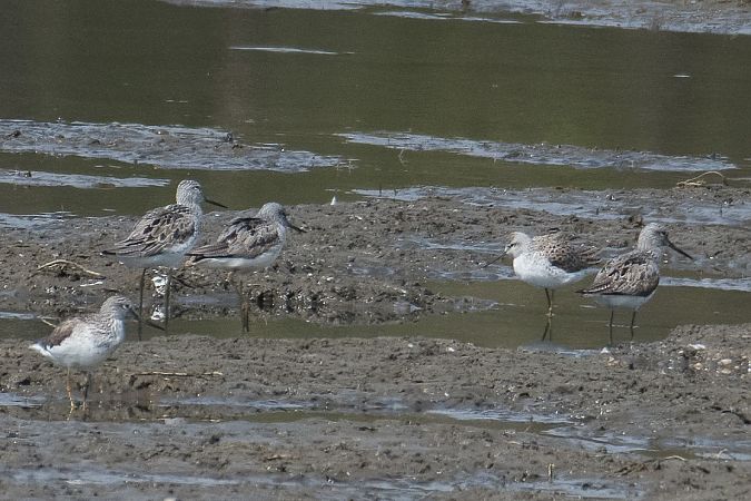 Chevalier stagnatile  - Michał Dobrski