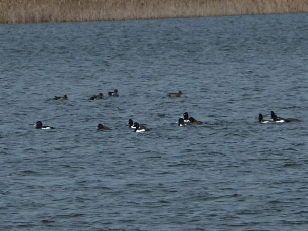 czernica  - Andrzej Tarasiuk