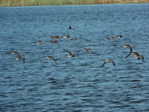 Ruff  - Andrzej Tarasiuk