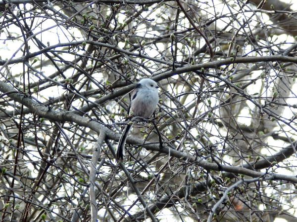 raniuszek  - Andrzej Tarasiuk