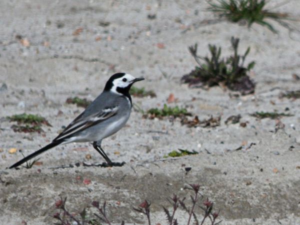 pliszka siwa  - Andrzej Tarasiuk
